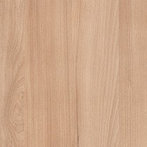 Essential Beech