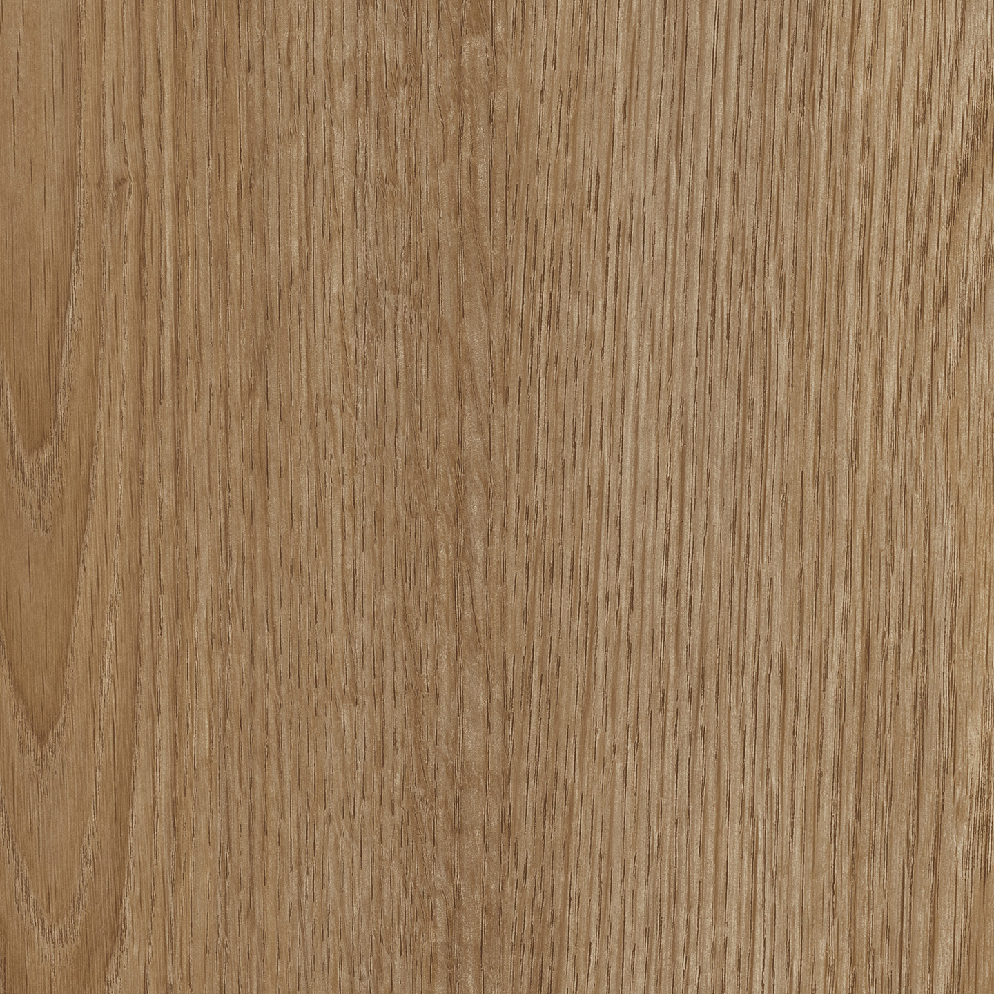 Birnam Oak