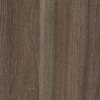 Swiss Elm